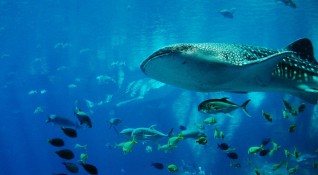 Тематичен аквариум ще отвори врати през следващата година в Ню