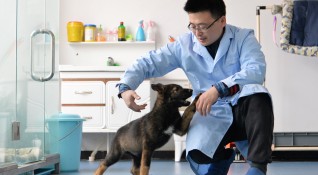 Китайски експерти са взели ДНК от вече доказали се кучета