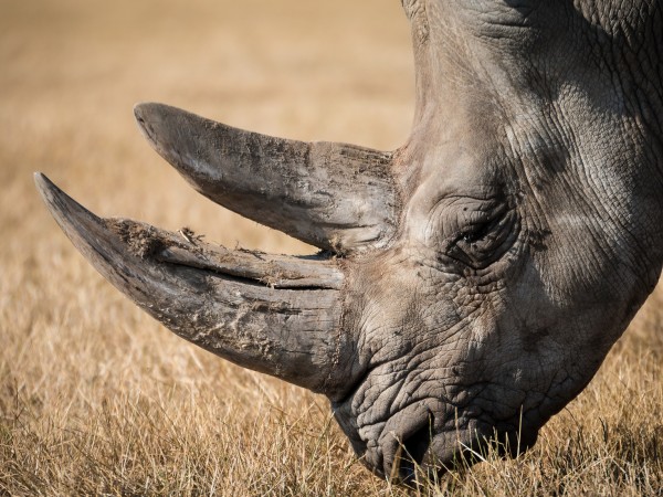 В Малайзия вече няма суматрански носорози, след като последният екземпляр