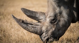 В Малайзия вече няма суматрански носорози след като последният екземпляр