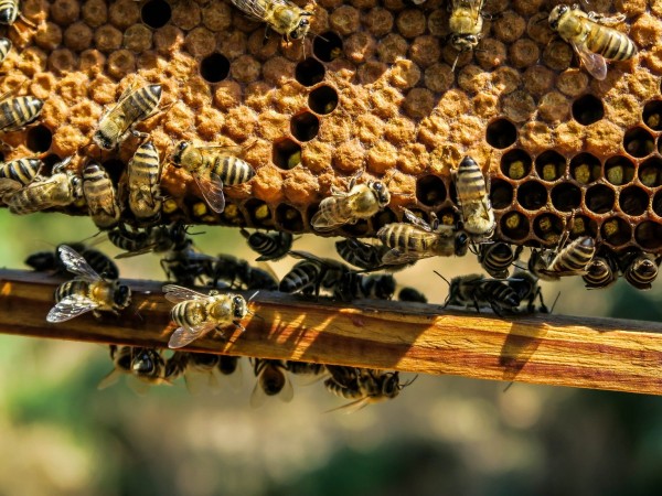 Пчелари от цяла Европа ще искат пълна забрана за пестицидите,