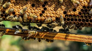 Пчелари от цяла Европа ще искат пълна забрана за пестицидите