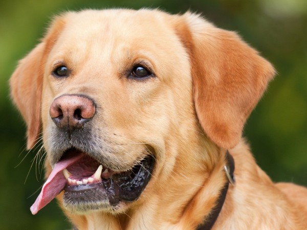 Американски учени изследваха как наистина протича съзряването при кучетата. Установиха,