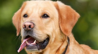 Американски учени изследваха как наистина протича съзряването при кучетата Установиха