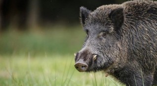 Регистрирани са случаи на африканска чума при диви свине в