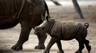 Бебето е от подвид южен бял носорог и е заченато