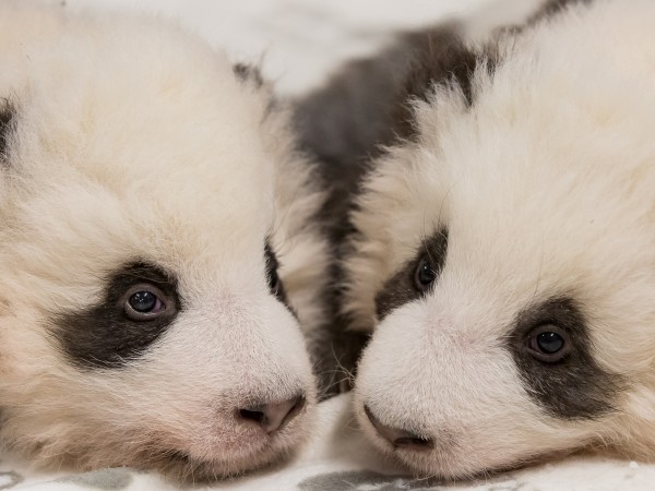 Берлинската зоологичска градина разпространи нови снимки на двете панди близнаци,