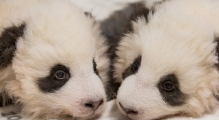 Берлинската зоологичска градина разпространи нови снимки на двете панди близнаци
