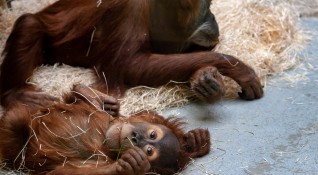 Новороденото бебе орангутан е сред новите жители на британския зоопарк