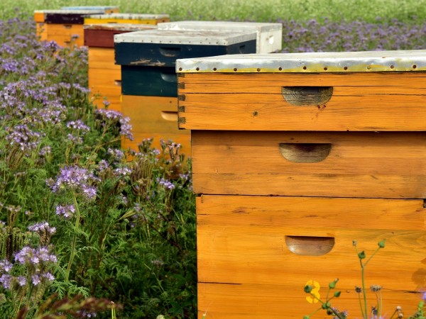 Благотворителната фондация "Адра-България" и видинското пчеларско дружество "Димитър Балев" ще