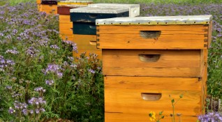 Благотворителната фондация Адра България и видинското пчеларско дружество Димитър Балев ще