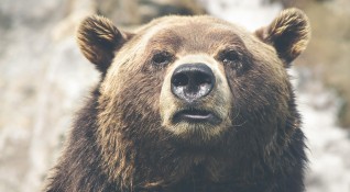 Над 16 мечки има на територията на Държавно ловно стопанство