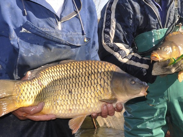 Инициатива под наслов "Купи-пусни шаран" организират риболовци от Пазарджик, съобщава
