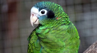 Папагал от редкия вид зелена амазона е бил откраднат от
