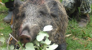 Край село Комарево в община Берковица са открити диви прасета