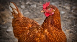 Британското правителство съобщи снощи за потвърден птичи грип в птицеферма