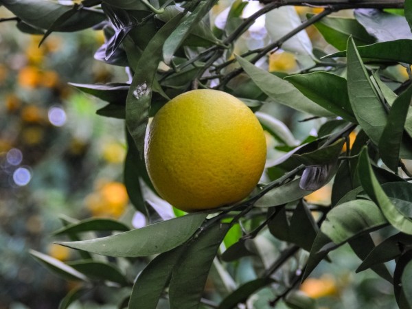 Марулата не е сред най-познаните плодове в България. Тя е