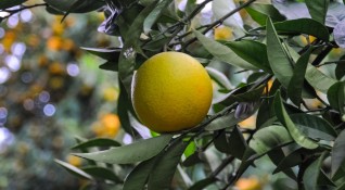Марулата не е сред най познаните плодове в България Тя е