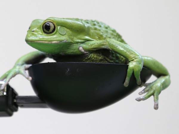 Биолози откриха в Бразилия миниатюрна жаба, която ходи като маймуна,
