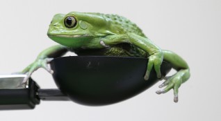 Биолози откриха в Бразилия миниатюрна жаба която ходи като маймуна