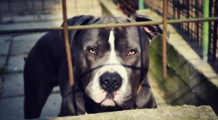 Търговията с бойни кучета и организирането на кучешки боеве добива