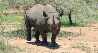 Фауста най възрастната самка на черен носорог се е споминала в