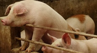 Една от причините за африканската чума в свинекомплекса в Шуменско