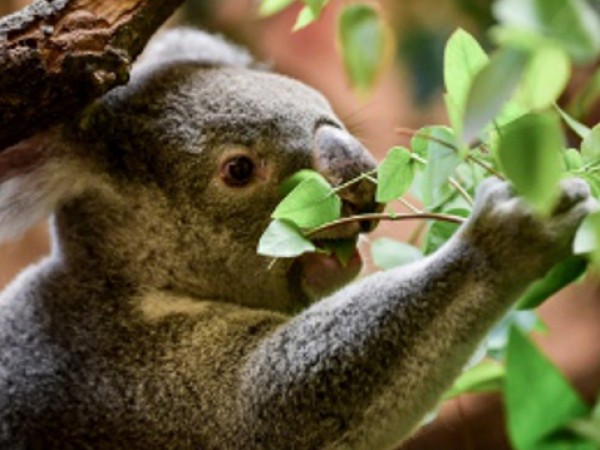 Бебе коала се роди в зоопарка в Маями, което се