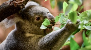 Бебе коала се роди в зоопарка в Маями което се