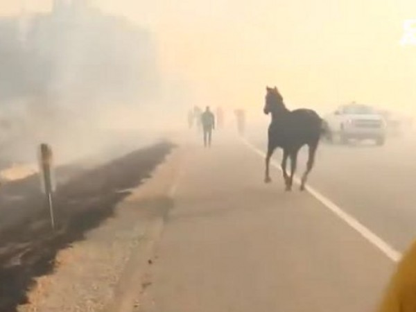 Трогателното видео в социалните мрежи развълнува милиони хора по цял