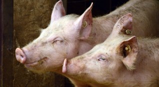 Очаква се скоро да започне евтанизирането на животните в свинекомплекса