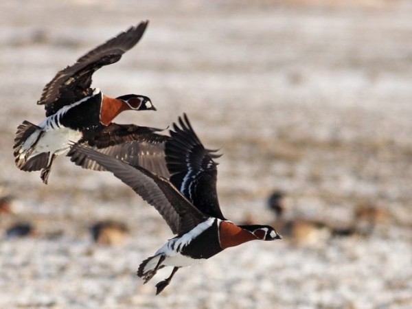Среднозимното преброяване на водолюбивите птици установи исторически минимум на световно