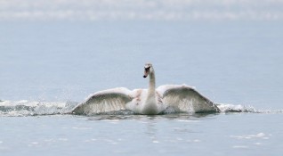 Най много зимуващи водолюбиви птици у нас са регистрирани по Черноморско