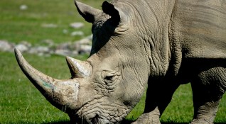 Италианска лаборатория създаде третия ембрион от северен бял носорог Ceratotherium