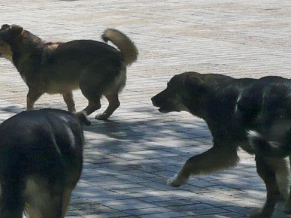 Куче нахапа плевенчанин, а за отмъщение животното било убито, съобщиха