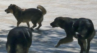 Куче нахапа плевенчанин а за отмъщение животното било убито съобщиха
