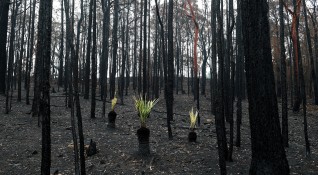 Средства за справяне с щетите от пожарите в Австралия събират
