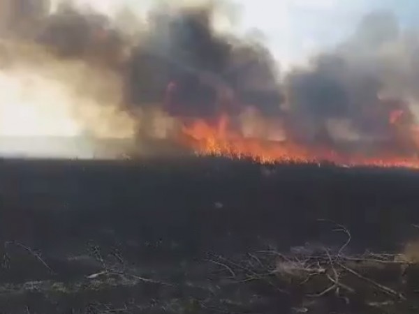 Пожар засегна северната част на Орлово блато - част от
