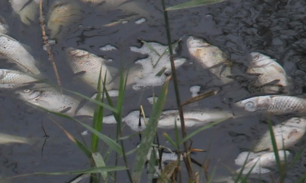 Стотици мъртви риби в река Марица