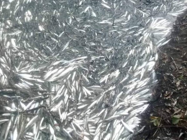 Екоинспекцията в Смолян проверява сигнал за мъртва риба в река