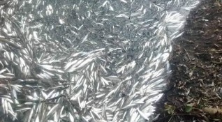 Екоинспекцията в Смолян проверява сигнал за мъртва риба в река