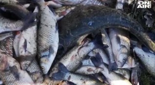 Все още не са готови лабораторните данни за отровената риба
