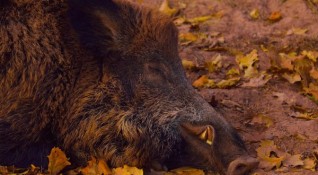 Нова положителна проба за Африканска чума по свинете е установена