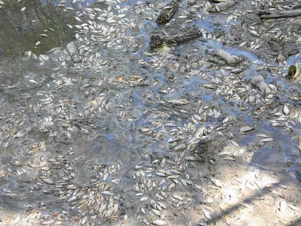 „Замърсяването на река Марица е с пестициди и е най-тежкото,