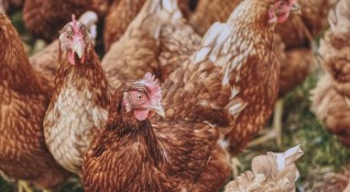 Неизвестни откраднаха мъртви пилета от метален контейнер за екарисаж от