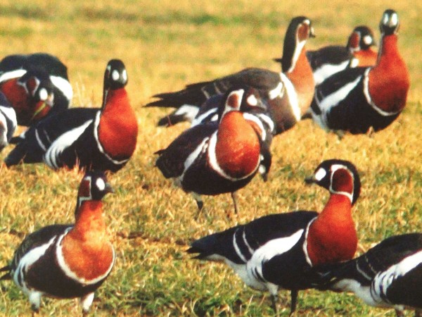 Студът доведе около 200 червеногуши гъски, които са световнозастрашен вид,