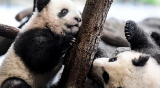 Бебетата панди близнаци които се родиха в Берлинския зоопарк на