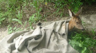 Полицията в Добрич иззе оръжието на ловец отстрелял незаконно сърна
