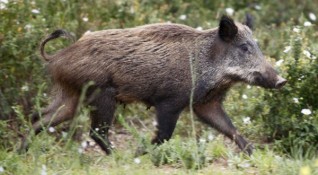Случай на африканска чума по свинете е установен при отстрел