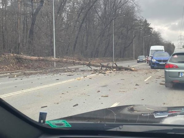 Паднало дърво затруднява движението на бул. „Симеоновско шосе“ в района